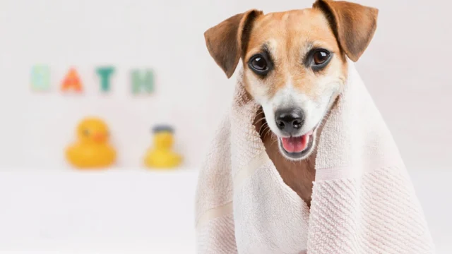 Categoria-mascotas-holapasto-3